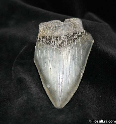 Bargain Inch Megalodon Tooth #1043